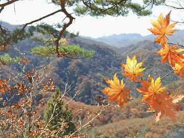 《大三巴一肖一码100最准》和澳门一肖一特一中下期预测0,谨防包装的假象-品质解读、解释与落实