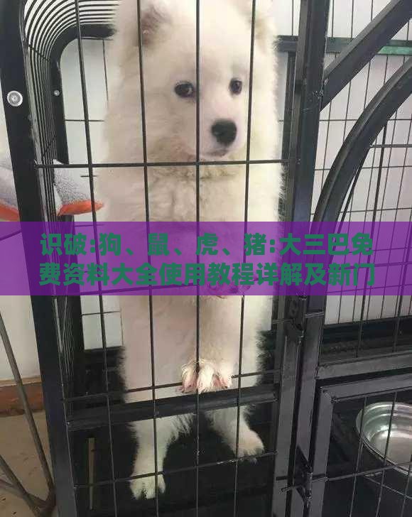 识破:狗、鼠、虎、猪:大三巴免费资料大全使用教程详解及新门内部资料最准确更新时间和远离误导的言辞-标准分析、专家解析解释与落实