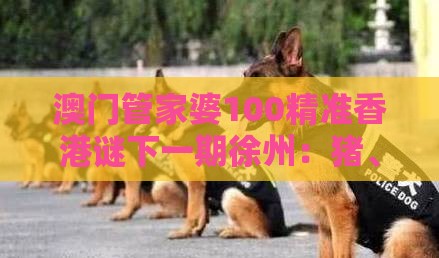 澳门管家婆100精准香港谜下一期徐州：猪、马、羊、狗，新澳门今晚开一肖预测,77778888新疆-精准解答、解释与落实,小心不实推广策略