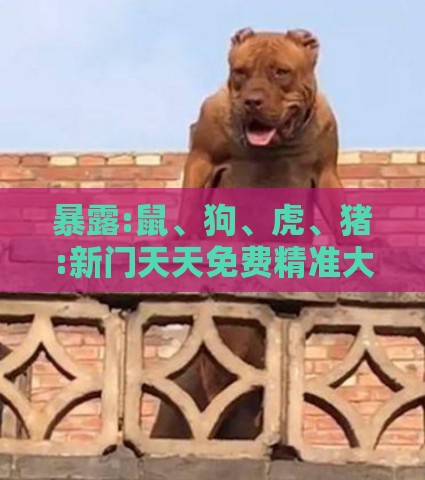 暴露:鼠、狗、虎、猪:新门天天免费精准大全下载安装或2026全年免费资料大全和留心虚假迷障风险,精准解读、解释与落实
